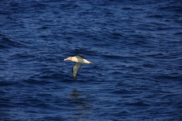 日本短尾信天翁 Phoebastria Albatrus — 图库照片