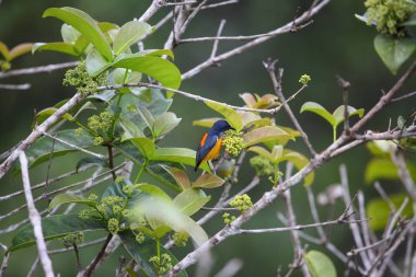 Borneo, Japonya'da turuncu karınlı flowerpecker (Dicaeum trigonostigma)