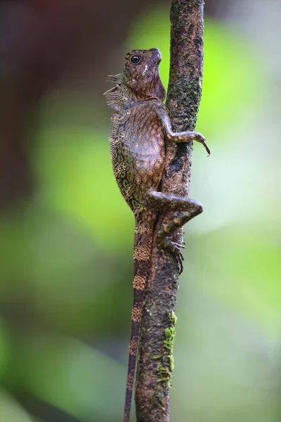 Borneo Anglehead Hagedis Borneo Bos Dragon Gonocephalus Bornensis Boroneo Maleisië — Stockfoto