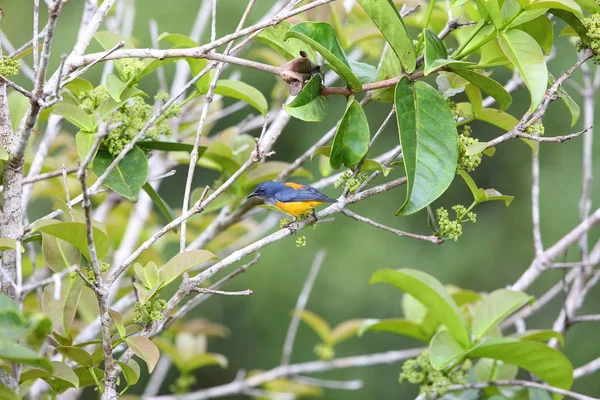 Oranžová Bellied Flowerpecker Dicaeum Trigonostigma Borneo Japonsko — Stock fotografie