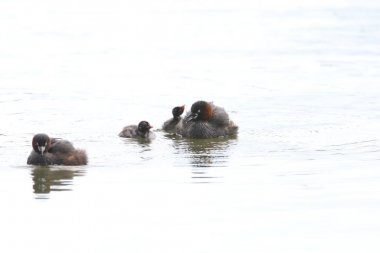 Küçük batağan (Tachybaptus ruficollis) aile içinde Japonya
