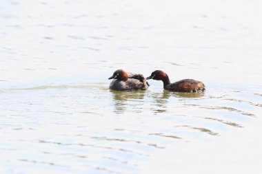 Küçük batağan (Tachybaptus ruficollis) aile içinde Japonya
