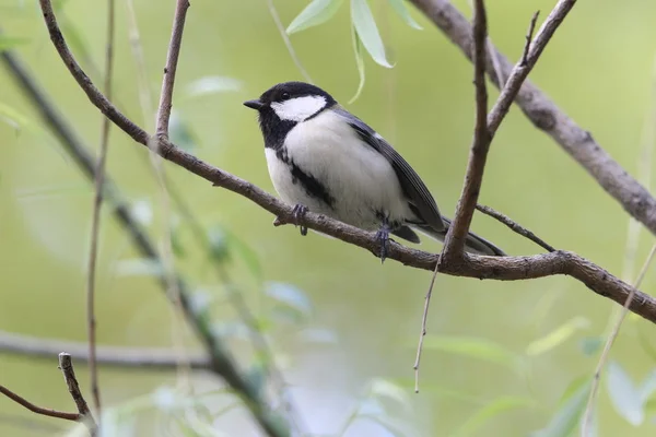 日本山雀 Parus — 图库照片