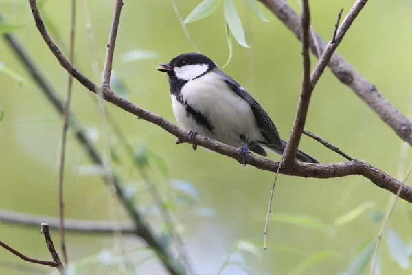 日本山雀 Parus — 图库照片