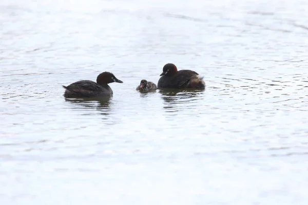 Zwergtaucher Tachybaptus Ruficollis Familie Japan — Stockfoto