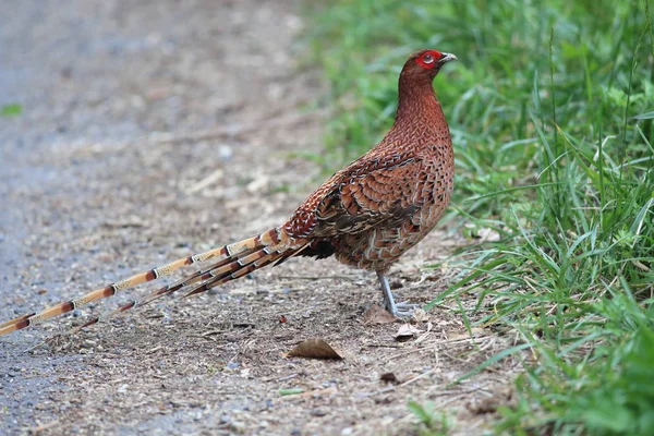 Copper Pheasant Syrmaticus Soemmerringii Scintillans Male Japan — Stock Photo, Image