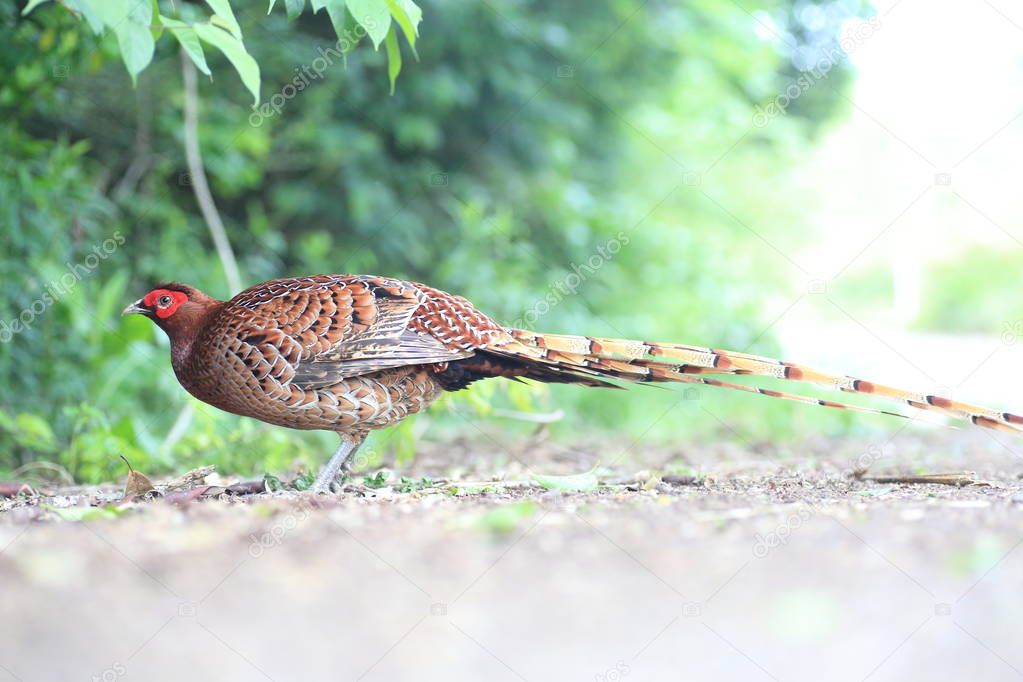 Copper Pheasant (Syrmaticus soemmerringii scintillans) male in Japan