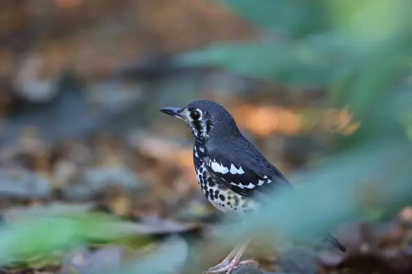 フィリピン ルソン島で粉を吹いたツグミ Geokichla Cinerea — ストック写真