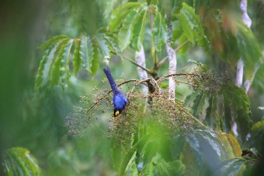Mt. Kitanglad, Mindanao, Filipinler 'de apo Myna Basilornis mirandus