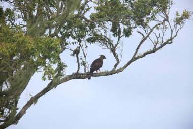 Güney Filipin Hawk-Eagle (Nisaetus pinskeri) MT. Kitanglad, Mindanao, Filipinler