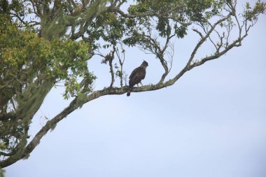 Güney Filipin Hawk-Eagle (Nisaetus pinskeri) MT. Kitanglad, Mindanao, Filipinler