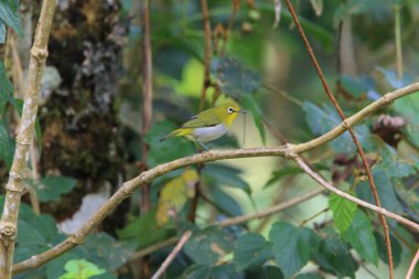 Dağ beyaz göz (Zosterops Montanus) MT. Kitanglad, Mindanao, Filipinler
