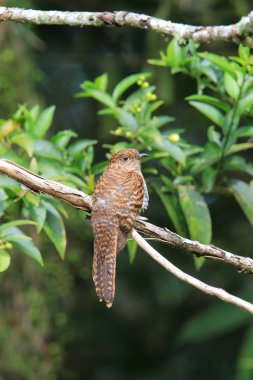 Mindanao, Filipinler 'de Rusty-göğüslü guguk kuşu (Cacomantis sepulcralis) kadın