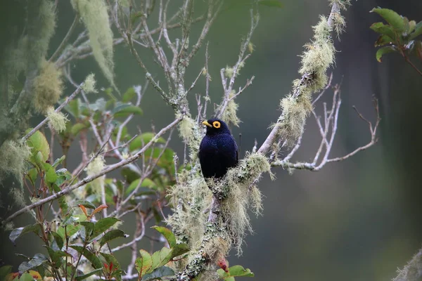 Apo Myna Basilornis Mirandus Kitanglad Mindanao Filipine — Fotografie, imagine de stoc