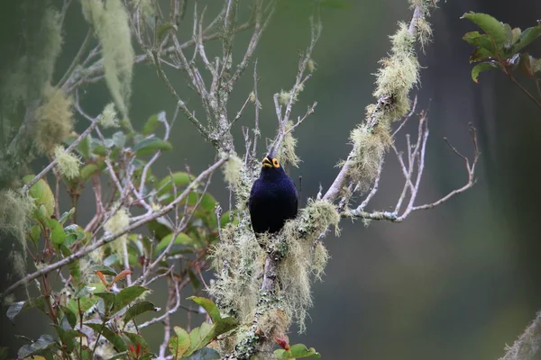 Apo Myna Basilornis Mirandus Kitanglad Mindanao Filipine — Fotografie, imagine de stoc