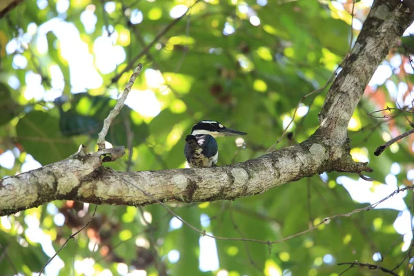 Todiramphus Funebris Una Especie Ave Paseriforme Familia Alcedinidae Endémica Isla — Foto de Stock