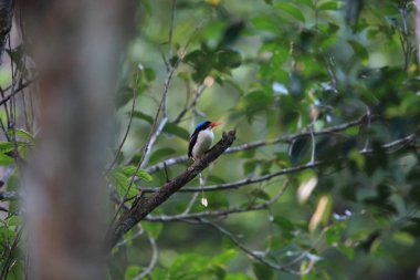 Morotai Adası, Endonezya 'da yaygın cennet balıkçısı (Tanysiptera galatea doris)