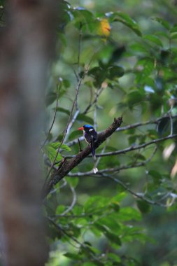 Morotai Adası, Endonezya 'da yaygın cennet balıkçısı (Tanysiptera galatea doris)