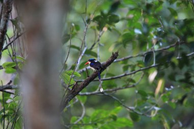 Morotai Adası, Endonezya 'da yaygın cennet balıkçısı (Tanysiptera galatea doris)