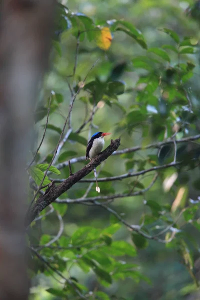 Gewone Ijsvogel Tanysiptera Galatea Doris Het Eiland Morotai Indonesië — Stockfoto