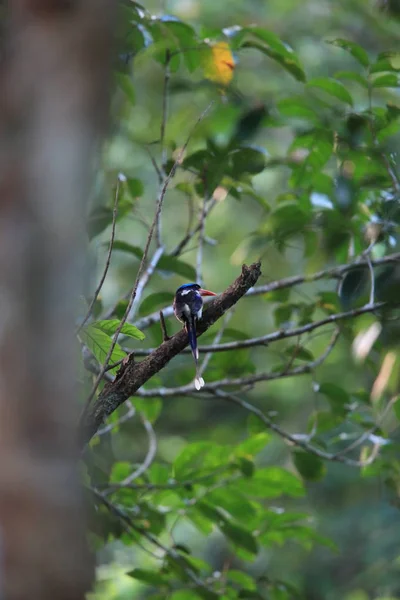 Common Paradise Kingfisher Tanysiptera Galatea Doris Morotai Island Indonesia — Stock Photo, Image