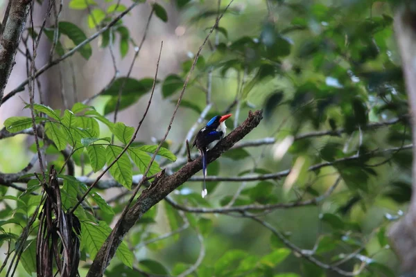 Paraíso Comum Kingfisher Tanysiptera Galatea Doris Morotai Island Indonésia — Fotografia de Stock