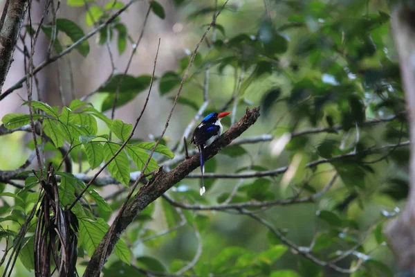 Κοινός Παράδεισος Kingfisher Tanysiptera Galatea Doris Στο Νησί Morotai Της — Φωτογραφία Αρχείου