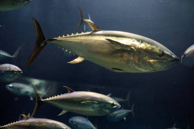 Japonya 'da Pasifik mavi yüzgeçli ton balığı (Thunnus orientalis)