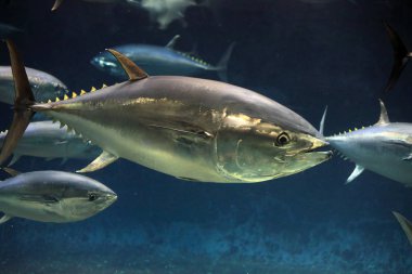 Japonya 'da Pasifik mavi yüzgeçli ton balığı (Thunnus orientalis)