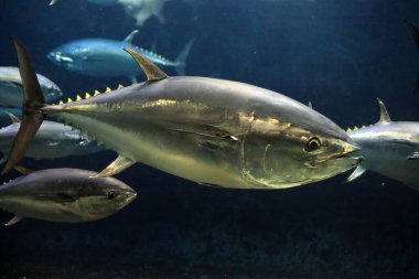 Japonya 'da Pasifik mavi yüzgeçli ton balığı (Thunnus orientalis)