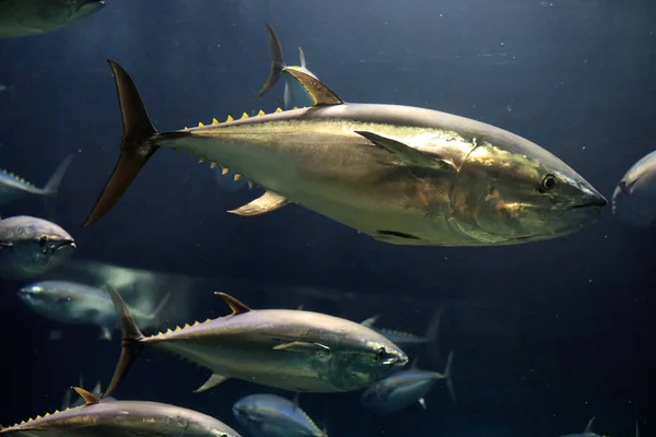 Japonya 'da Pasifik mavi yüzgeçli ton balığı (Thunnus orientalis)