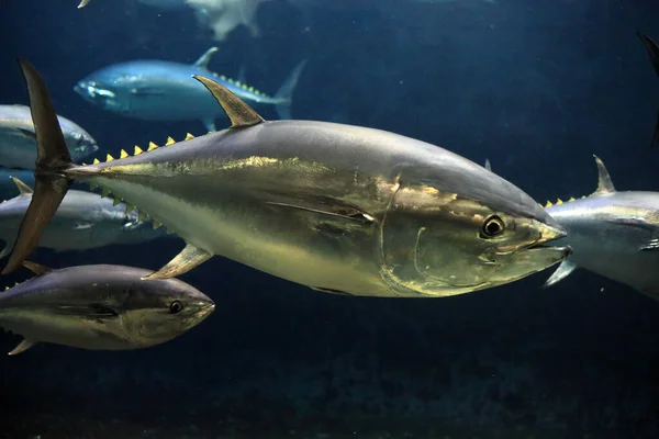 Japonya Pasifik Mavi Yüzgeçli Ton Balığı Thunnus Orientalis — Stok fotoğraf