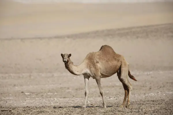 Горбатый Верблюд Camelus Dromedarius Дубае Объединенные Арабские Эмираты — стоковое фото