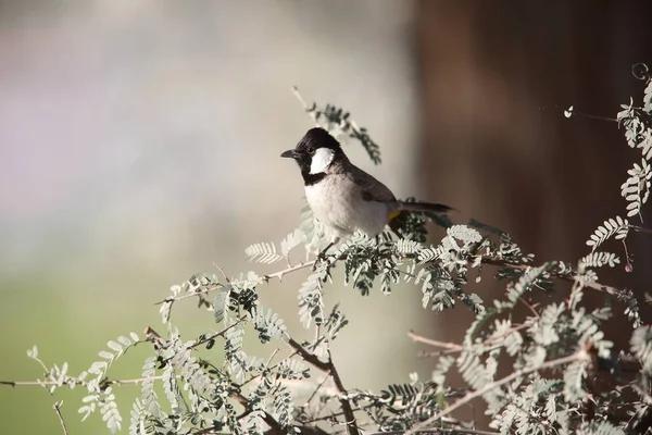 Bulbul Óculos Brancos Pycnonotus Xanthopygos Nos Eau — Fotografia de Stock