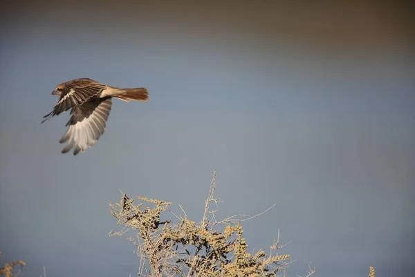 Turkestan Shrike Lanius Phoenicuroides Uae — стокове фото