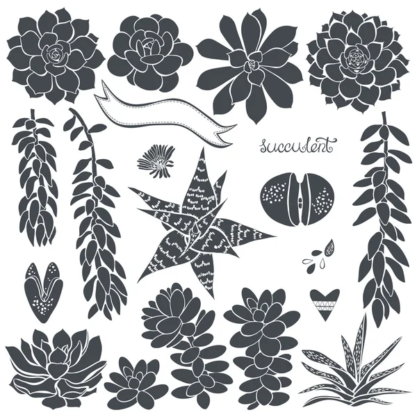 Különböző sziluettek succulents . — Stock Vector