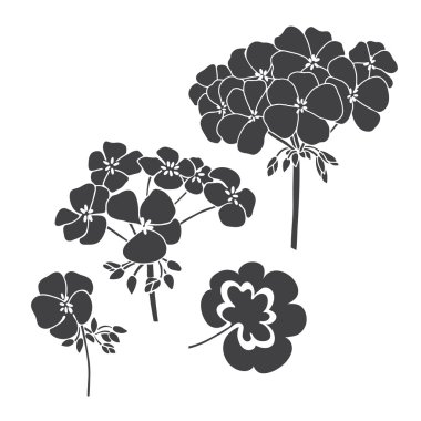 Çiçekler Sardunya izole kümesi