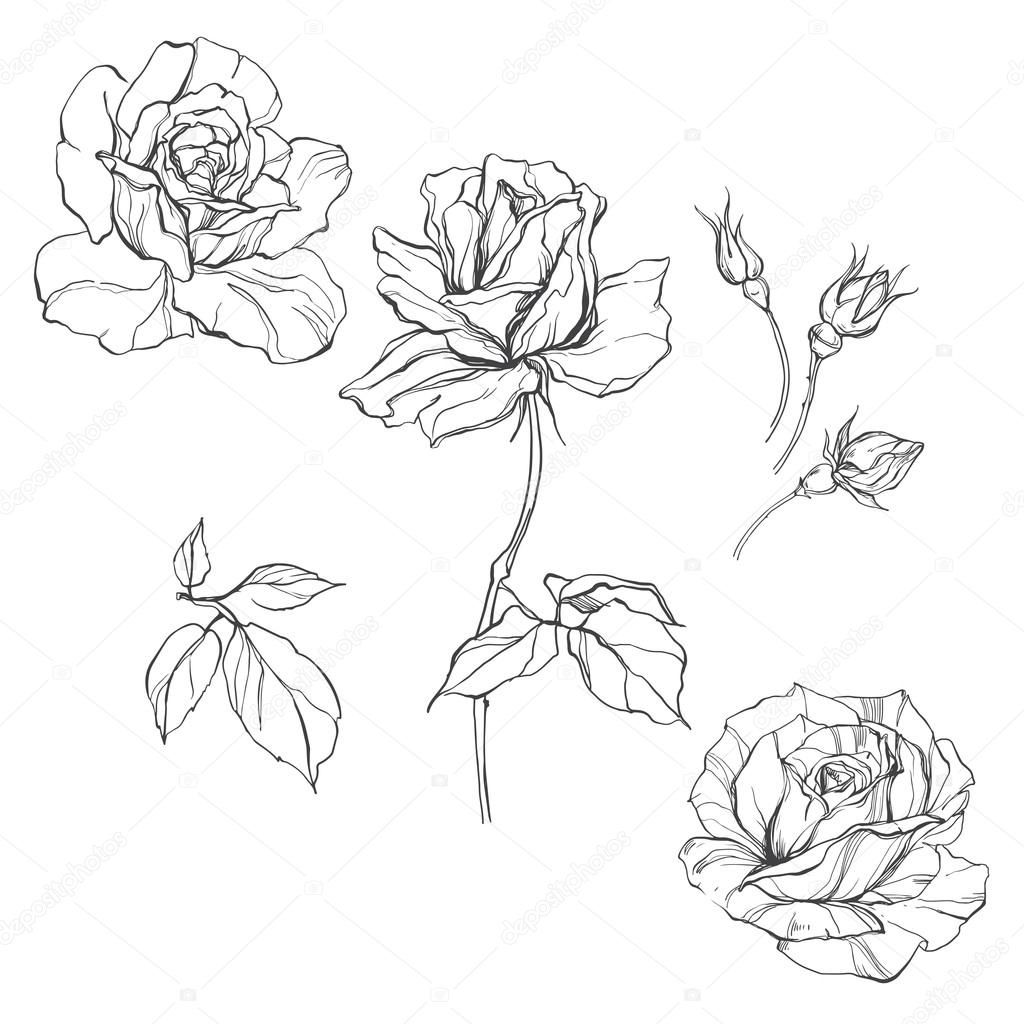 Set of  isolated roses