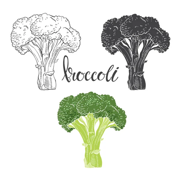 Kézzel rajzolt brokkoli. — Stock Vector
