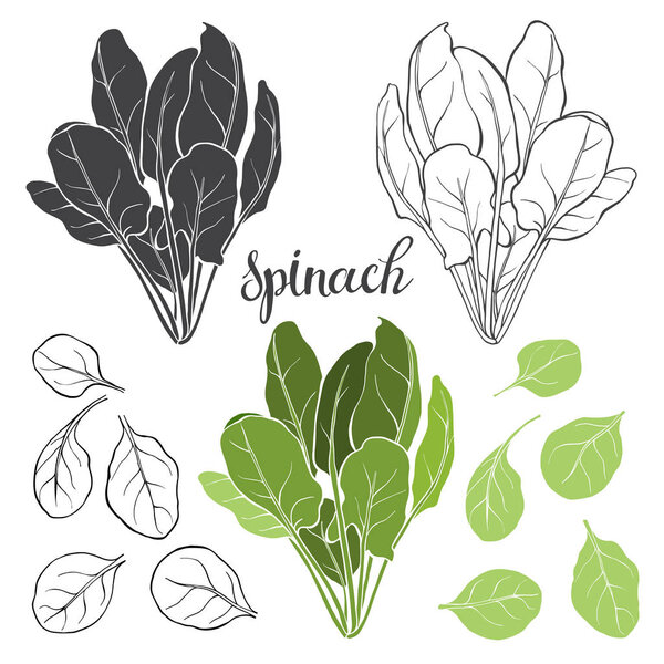  Spinach, isolated vector elements on a white background.