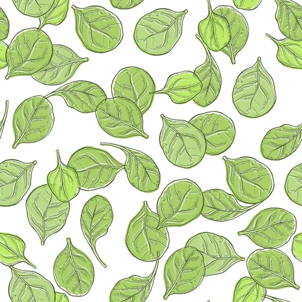 Pattern with spinach leaves. — Stock Vector