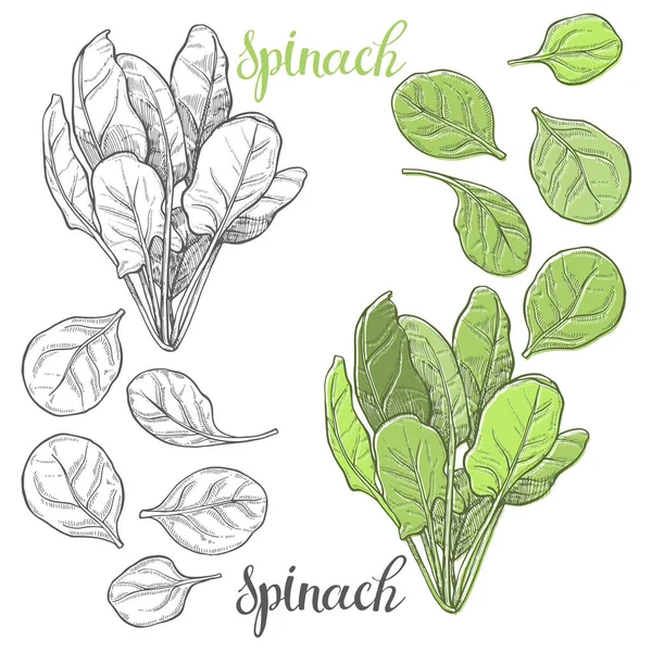 Hand drawn  spinach. Stock Illustration