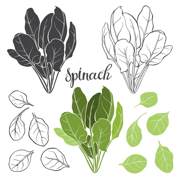 Spinach, isolated vector elements on a white background. Stock Illustration