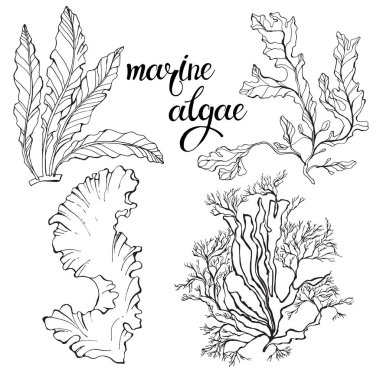 hand-drawn Marine algae.  clipart