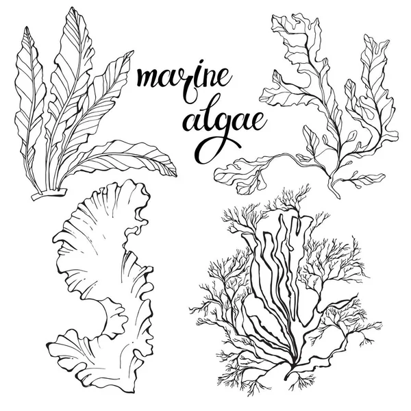 Hand-drawn Marine algae. Vector Graphics