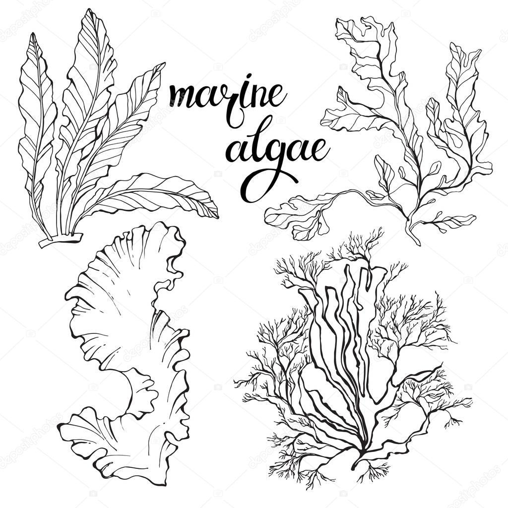 hand-drawn Marine algae. 