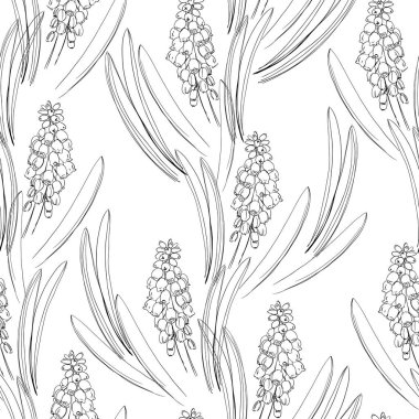 Muscari sümbül çiçek açan çiçekler