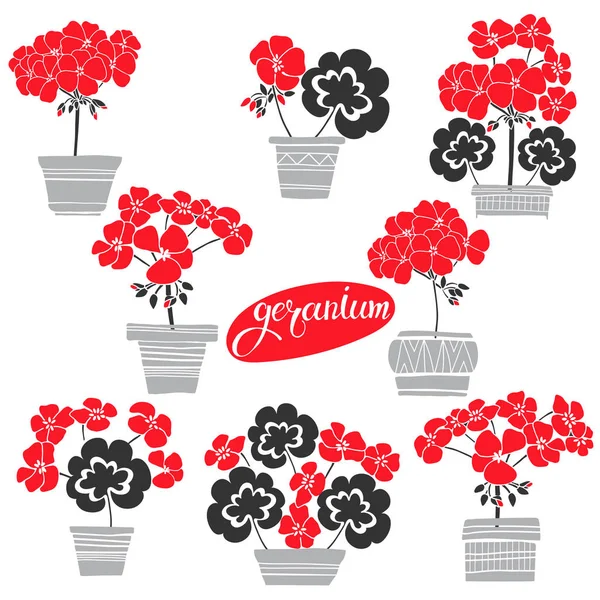 Blooming geraniums in pots set — Stock Vector