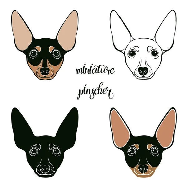 Conjunto de faces Pinscher miniatura — Vetor de Stock