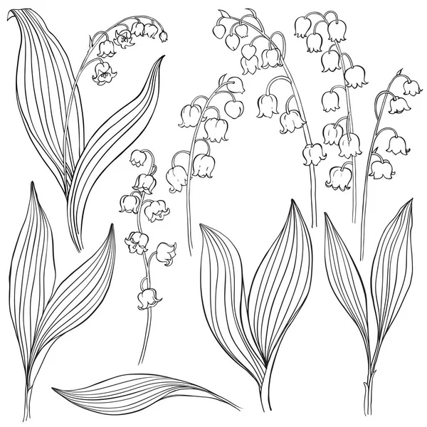 Lilies of valley flowers — Stock Vector